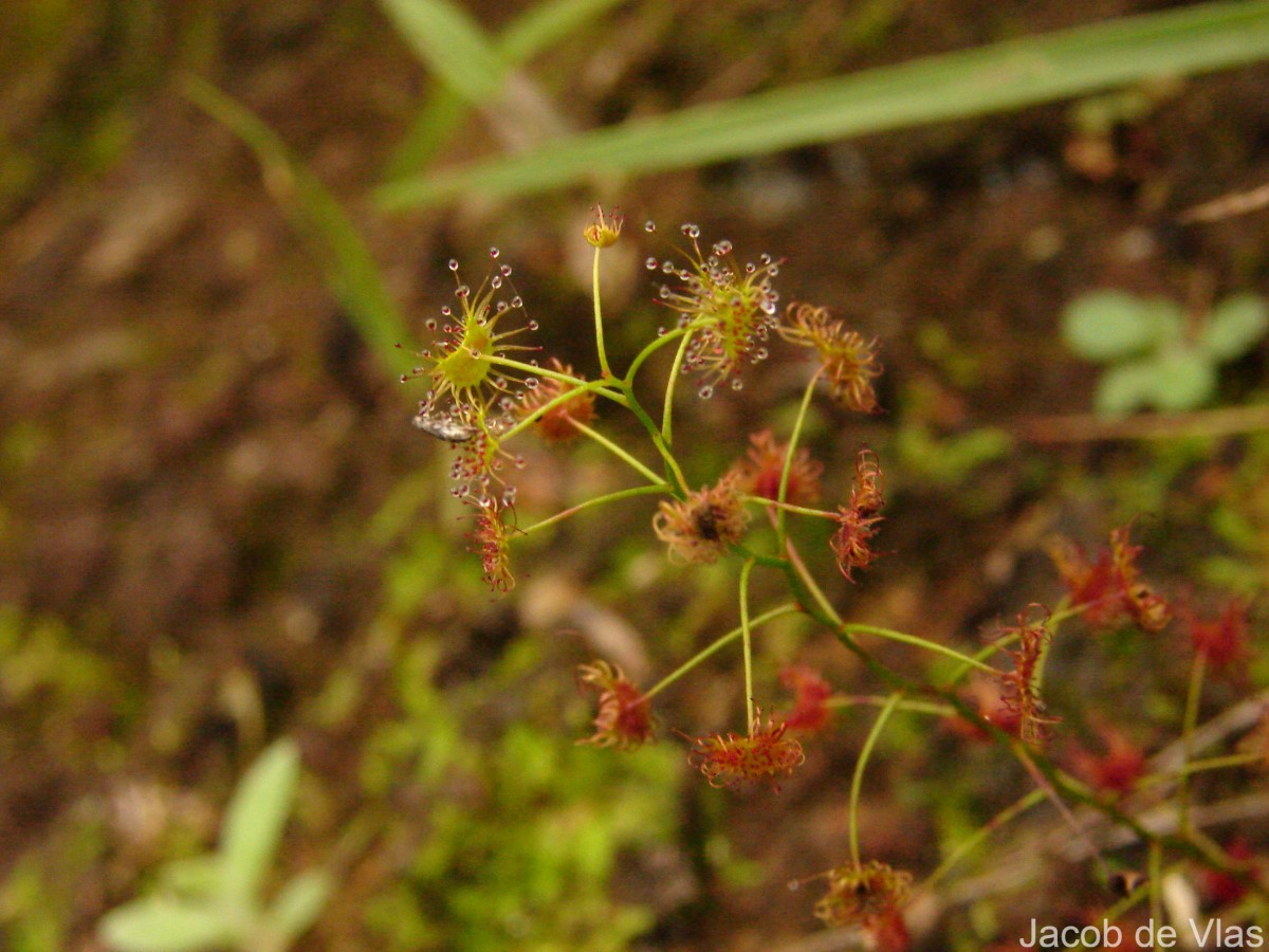 Drosera lunata Buch.-Ham. ex DC.